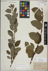 Foto von Salix myrsinifolia Salisb.
